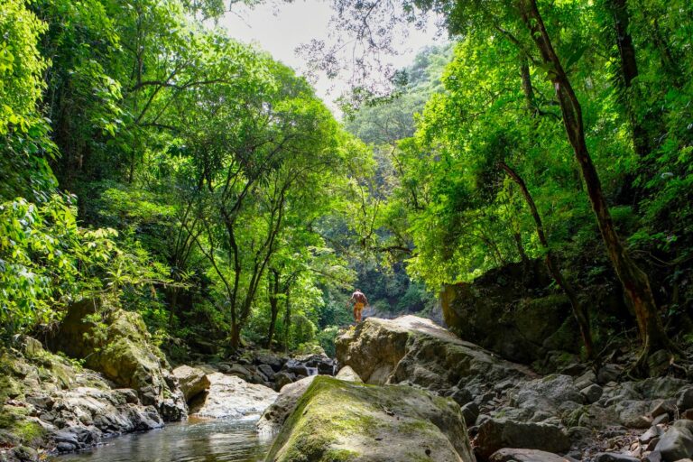 Jungle Waterfall Hike